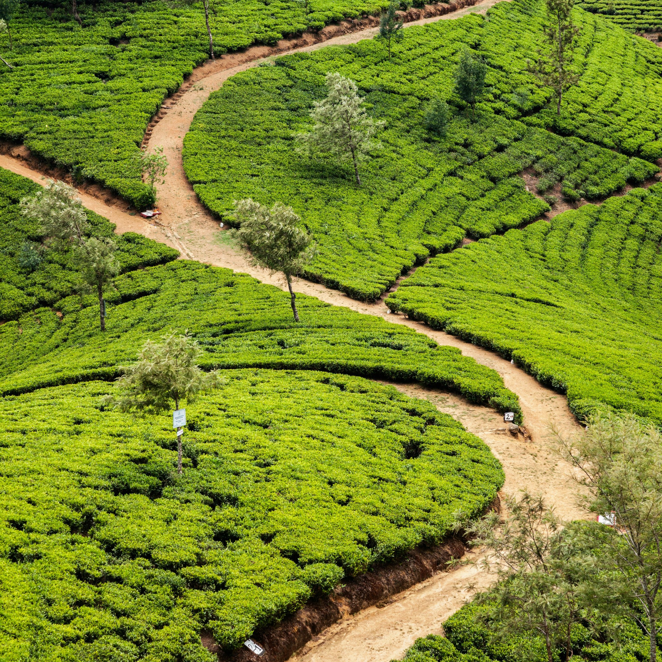 Nuwara-eliya